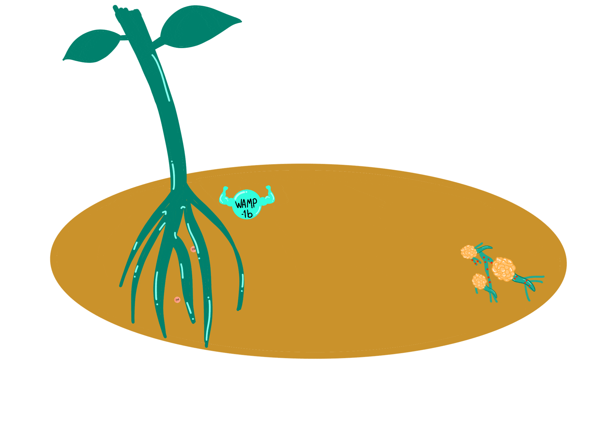Triunfan en torneo mundial con proyecto vs hongo en plantas de algodón